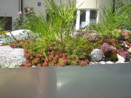 Sedum album [rozchodnik biały] - sadzonki 2 cm - obrazek 2