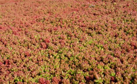 Sedum album