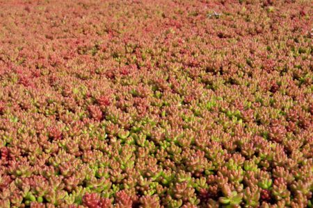 Sedum album