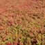 Sedum album